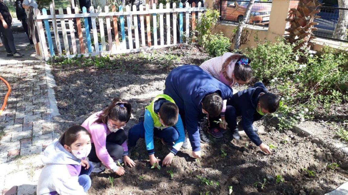 Show us your school garden project started.
